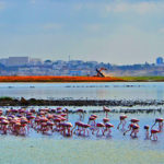 Biodiversité en Tunisie : progrès, défis et feuille de route vers 2030 selon le 7e rapport national