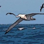 Biodiversité : plus de 543 000 oiseaux d’eau recensés en Tunisie en 2023