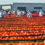 PAMPAT : Le projet qui soutient la filière des tomates séchées en Tunisie