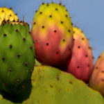 Kasserine : La cochenille ravage la figue de barbarie, la production chute de 40 % en 2025 Figue de barbarie