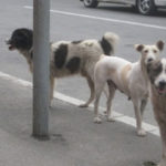 Lancement d’un programme de sensibilisation contre la rage Chiens