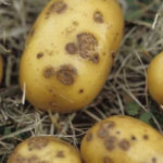 Mildiou : les agriculteurs tunisiens appelés à traiter immédiatement leurs champs Santé