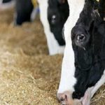 Tunisie : lancement de l’application EMA-i+ pour renforcer la surveillance des maladies animales