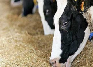 Tunisie : lancement de l’application EMA-i+ pour renforcer la surveillance des maladies animales