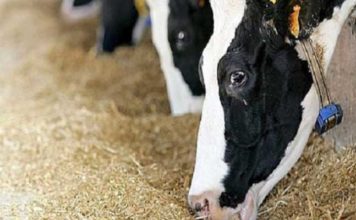 Tunisie : lancement de l’application EMA-i+ pour renforcer la surveillance des maladies animales