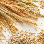 Kef : une journée d’information pour optimiser le choix des semences et les pratiques agricoles Céréales