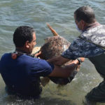 La Tunisie participe, à Monaco, au Forum des aires marines protégées en Méditerranée Tortue