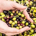 Siliana : lancement de la campagne de cueillette des olives, une saison prometteuse en perspective Olive