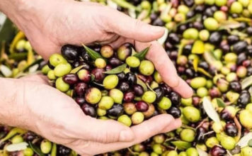 Olive