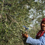 Zaghouan : 80% des olives récoltées et 5 600 emplois saisonniers créés Sfax