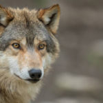 Biodiversité : La battue aux loups envisagée à Kasserine annulée sur décision du gouverneur