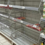 Guerre en Ukraine : «Il ne s’agit plus de sécurité mais de souveraineté alimentaire pour la Tunisie», interpelle Saloua Khiari
