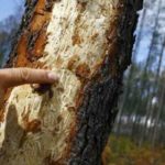Kasserine: Les forêts de pin d’Alep menacées par le scolyte