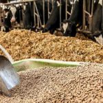 Agriculture : Le FTDES appelle à une stratégie claire pour promouvoir l’alimentation animale