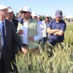 Agriculture : Tout sera fait pour sécuriser la récolte céréalière