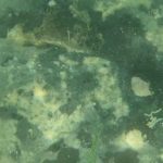 La Tunisie tentée par l’expérience de la culture d’éponges de mer à Zanzibar