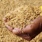 Fourrages à Béja : une saison céréalière “satisfaisante” et des excédents pour le cheptel