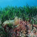 Biodiversité marine : la Tunisie appelée à renforcer la protection des herbiers de Posidonie