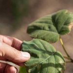 Climat, environnement et biodiversité : “L’AFD se tiendra aux côtés de la Tunisie au cours des 30 prochaines années, pour relever ces défis majeurs” (C. YOKA)