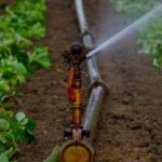 Jendouba : des agriculteurs alertent sur l’interruption de l’eau d’irrigation en pleine saison agricole