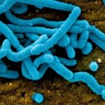 Alerte sanitaire mondiale : Un nouveau virus mortel identifié au Ghana