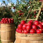 Tunisie – Agriculture biologique : lancement de cinq zones pilotes à Zaghouan sur plus de 3 800 ha agriculture