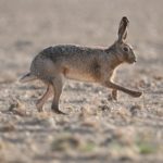 Tunisie : Zones d’interdiction de la chasse Chasse