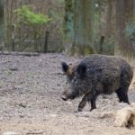 Tunisie : Réglementation de la chasse touristique 2022 2023 Chasse sanglier