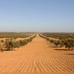Tunisie – Agriculture : six millions de plants d’olivier prévus à Ben Arous en 2025-2026 Oliviers