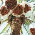 Agriculture à Kébili : la pollinisation manuelle et mécanique des palmiers améliore la qualité et le rendement des dattes