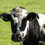 L’élevage en crise : Les éleveurs de vaches laitières perdent 3 milliards de dinars en trois ans Vache Lait