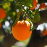 Agrumes à Nabeul : la production en hausse de 10 % malgré les défis climatiques