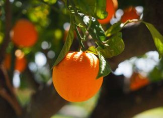 Agrumes à Nabeul : la production en hausse de 10 % malgré les défis climatiques