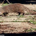 Un mammifère carnivore au sein d’un lycée au Bardo: Une ONG appelle à cohabiter avec des espèces animales et met en garde contre le déclin de la biodiversité