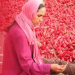 Festival de la Harissa 2025 : Nabeul met à l’honneur le condiment tunisien inscrit au patrimoine immatériel Harissa