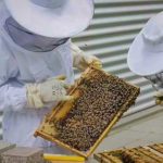 Miel du Belvédère : une journée pour explorer les secrets des abeilles et de la ruche