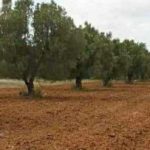 Kairouan : L’Etat récupère une terre domaniale agricole à Chrarda