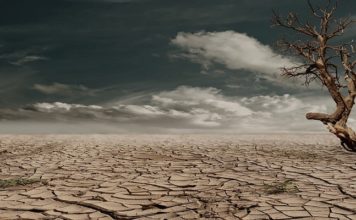 Désertification : 100 millions d’hectares de terres dégradés chaque année, alerte l’ONU secheresse