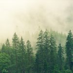 Tunisie : Un nouveau Code forestier pour protéger et valoriser les ressources naturelles Forêt