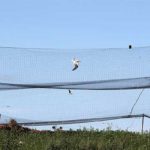 Appel à mettre un terme à l’utilisation de filets de chasse dans la capture des oiseaux
