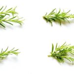 Huile de romarin : 41% de la production totale des huiles aromatiques tunisiennes Romarin