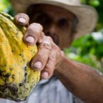 Voici le quatuor africain qui domine la production mondiale de cacao