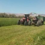 Pluies bénéfiques à Kasserine : perspectives positives pour le blé dur et l’orge