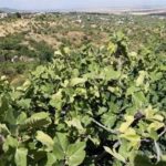 Biodiversité : Ghar El Melh et les jardins suspendus de Djebbah reconnus pour leur Patrimoine Agricole Mondial