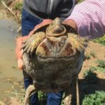 Des chercheurs tunisiens sauvent 26 tortues aquatiques en détresse en raison de la sécheresse