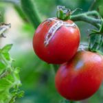 Alerte phytosanitaire : le ministère de l’Agriculture appelle les producteurs à prévenir le mildiou sur pommes de terre et tomates
