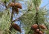 Tunisie : une attestation obligatoire pour l’exportation des produits forestiers Forêt pin