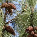 Les forêts de pin d’Alep à Béja : un trésor de biodiversité Forêt pin