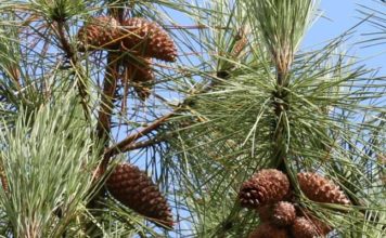 Tunisie : une attestation obligatoire pour l’exportation des produits forestiers Forêt pin