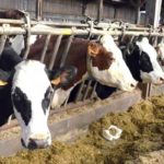 Tunisie : le ministère de l’Agriculture appelle les éleveurs à renforcer la prévention contre les maladies animales